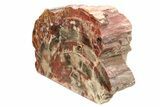 Colorful, Petrified Wood (Araucarioxylon) Stand-up - Arizona #258373-2